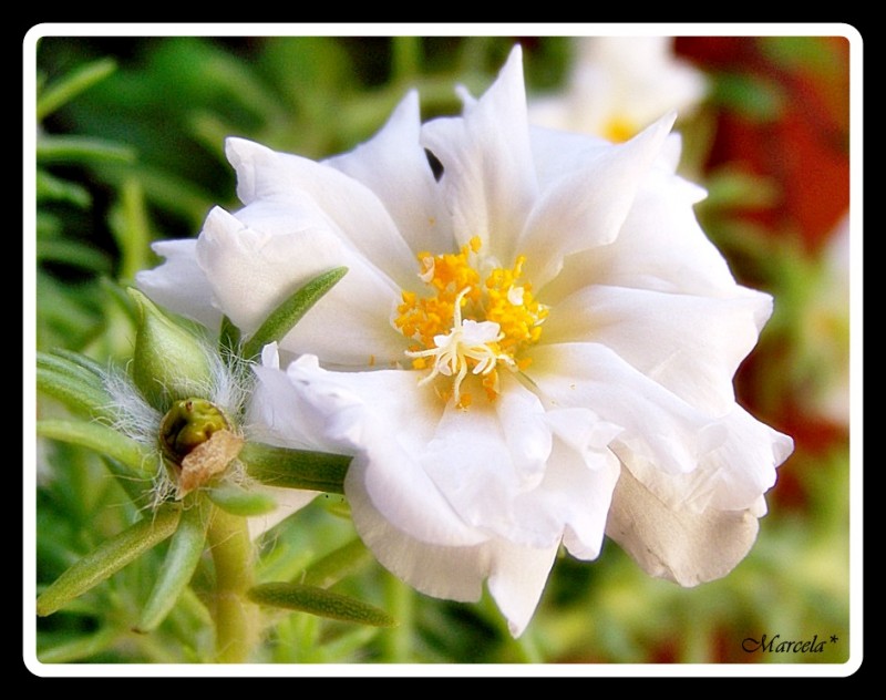 Florcita soleada