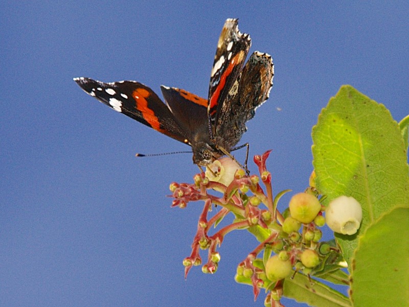 Mariposa en azul