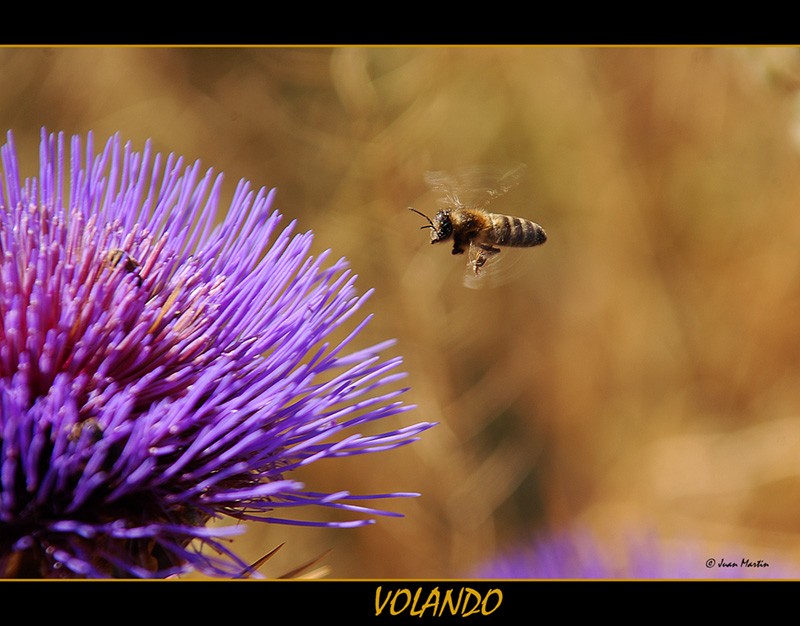 ABEJA EN VUELO