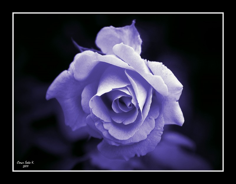 ROSA-BLUE