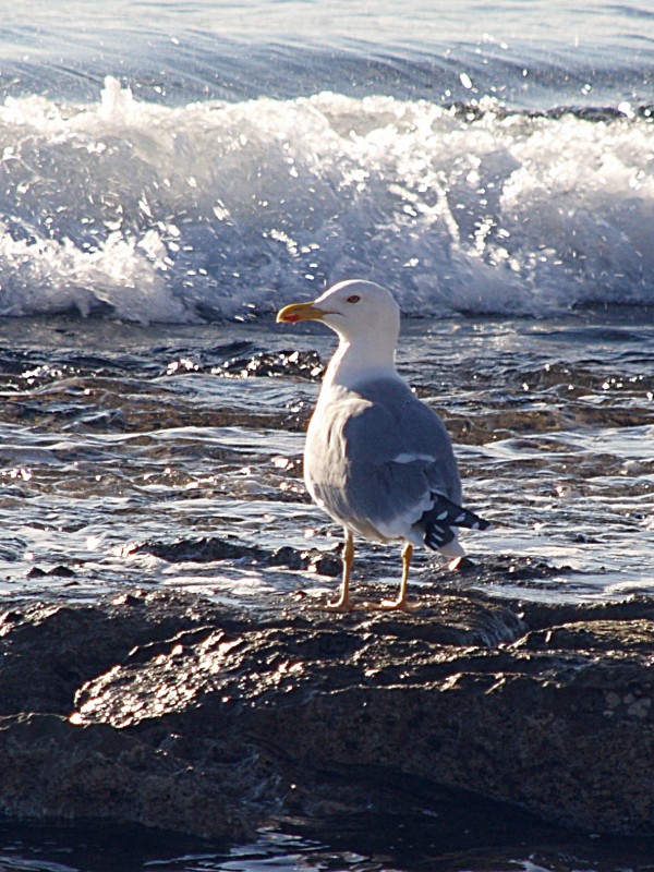 Gaviota y ola