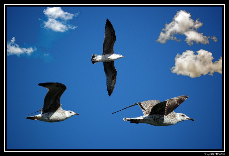 Gaviotas II