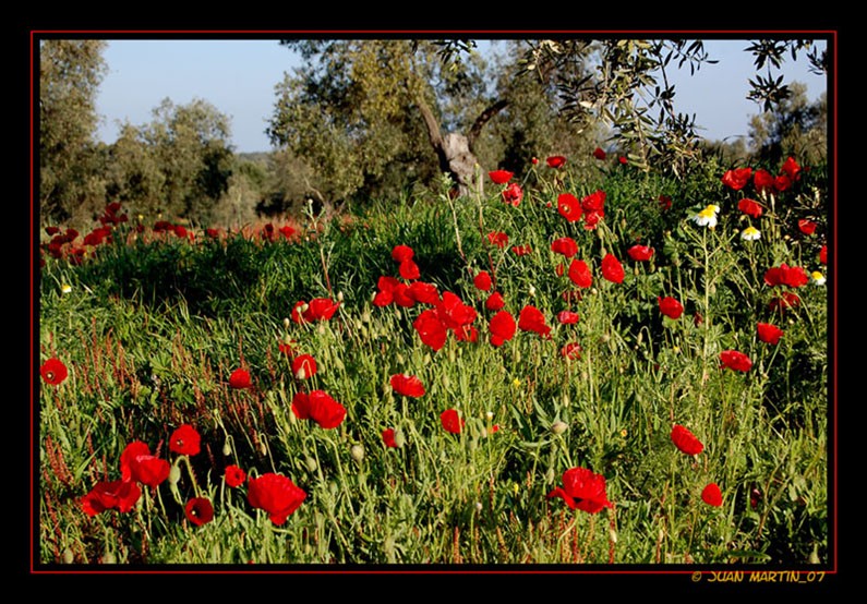 AMAPOLAS