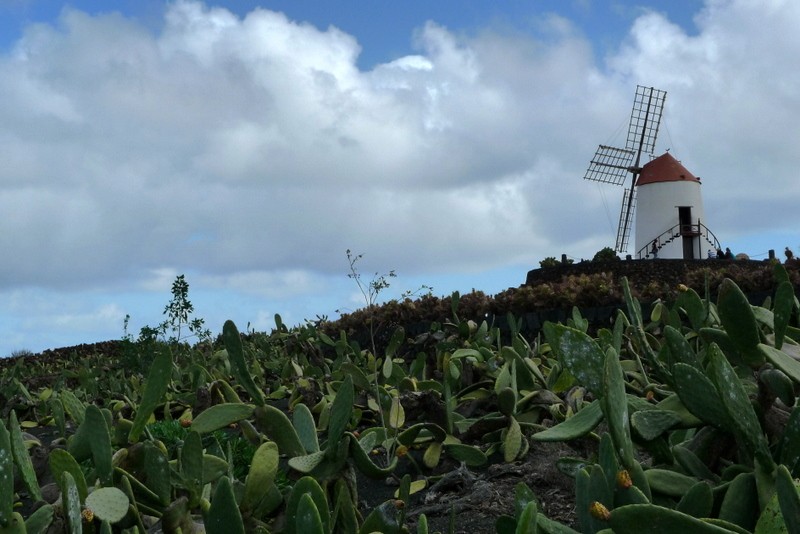 Jardn de cactus