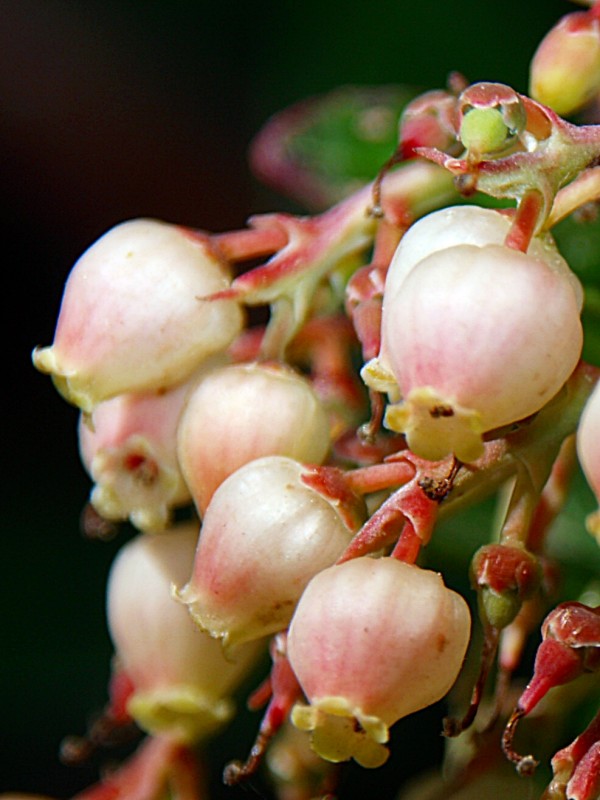 Flor del madroo 02