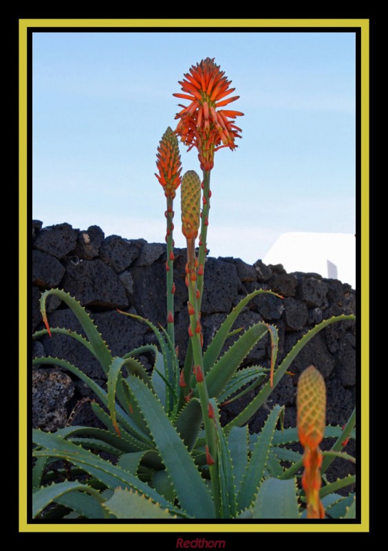 Aloe proyectado sobre el cielo