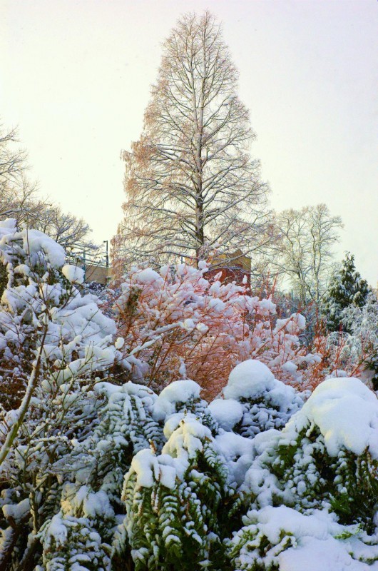 Nieve congelada..