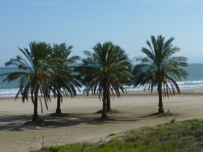 Playa con palmeras