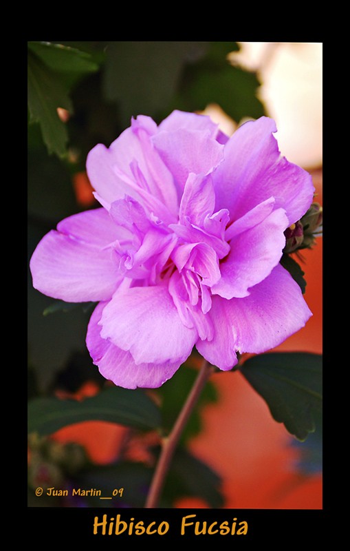 HIBISCO FUCSIA