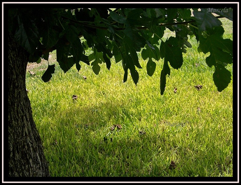 Verde Sombra Luz