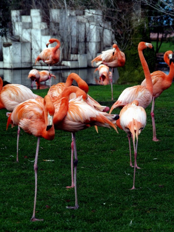 Flamencos rojos 01