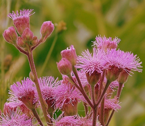 Violeta Flor