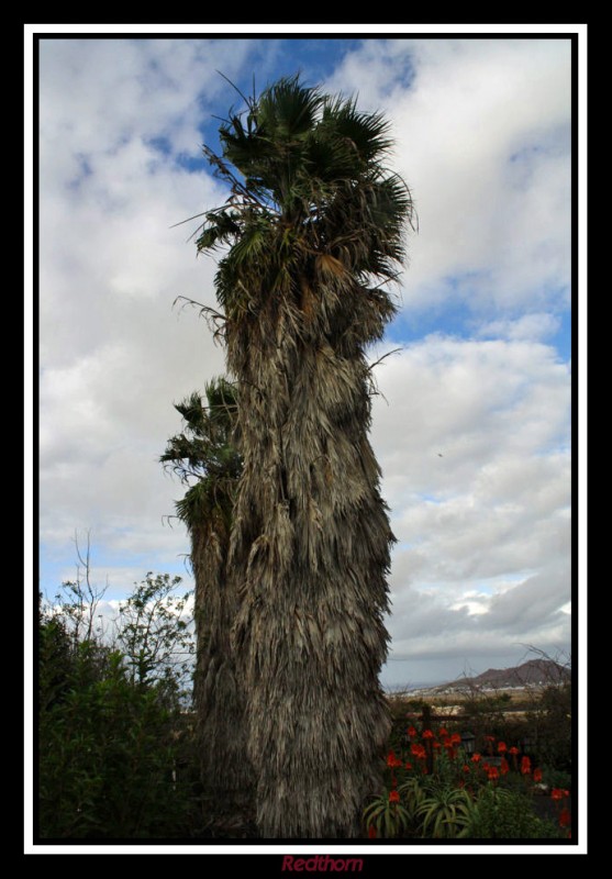 Palmera gigante