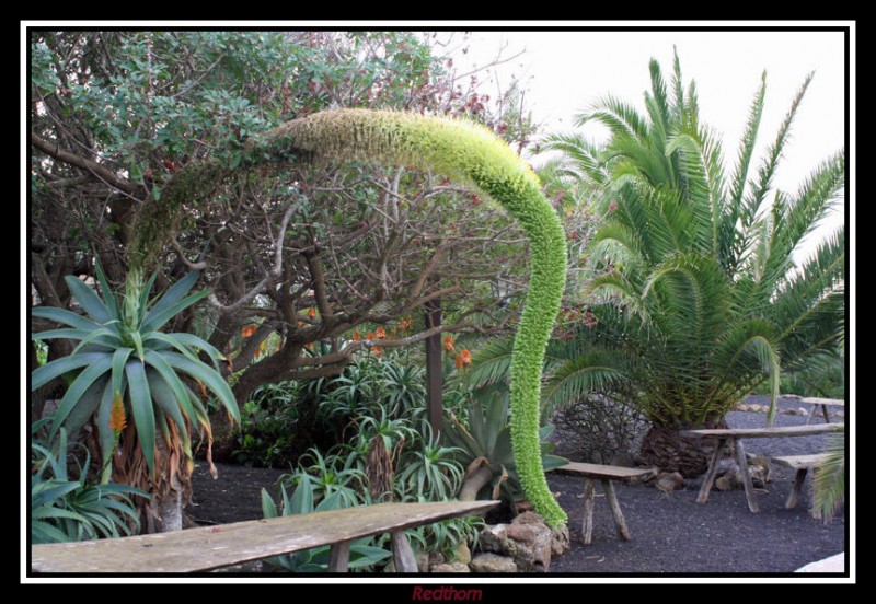 Serpentn vegetal