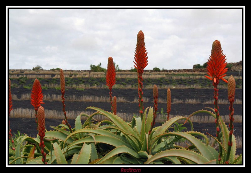 Esbeltas flores de Aloe