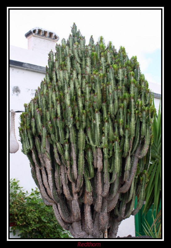 Cactus ultra compacto