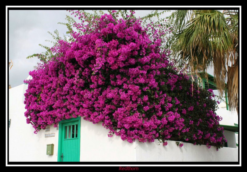 Bouganvilla