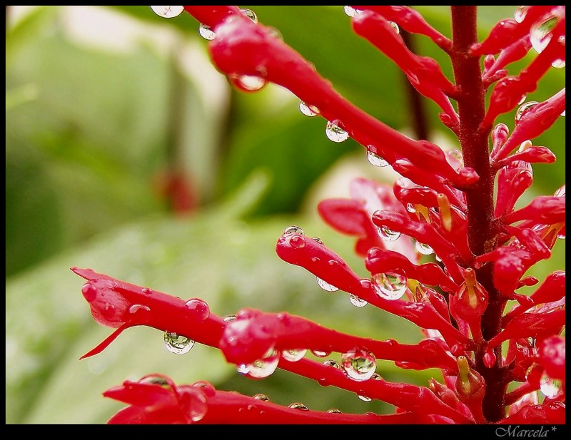 Flor de Gotas!!!