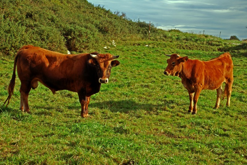 terneros de Asturias