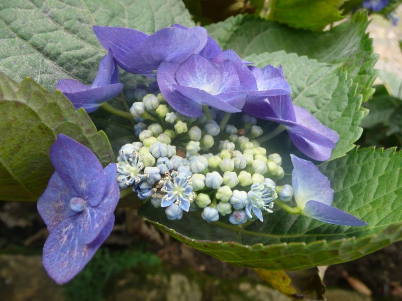 Violeta y verde