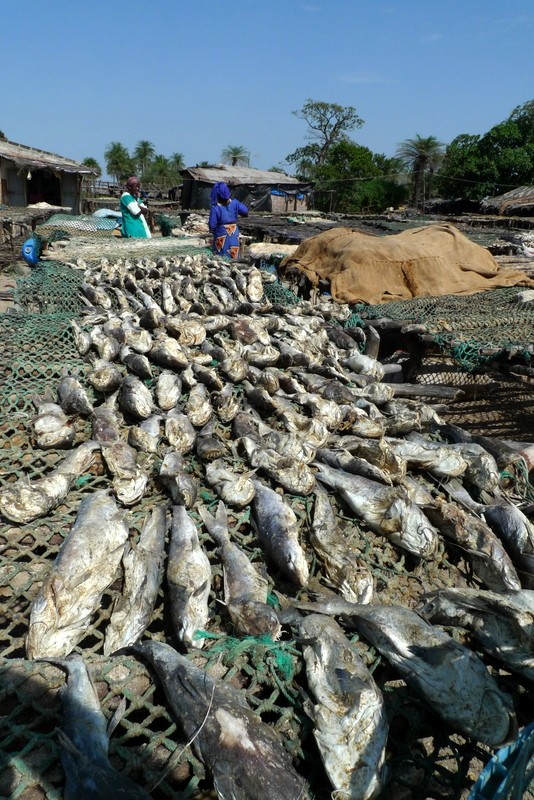 pescado al sol