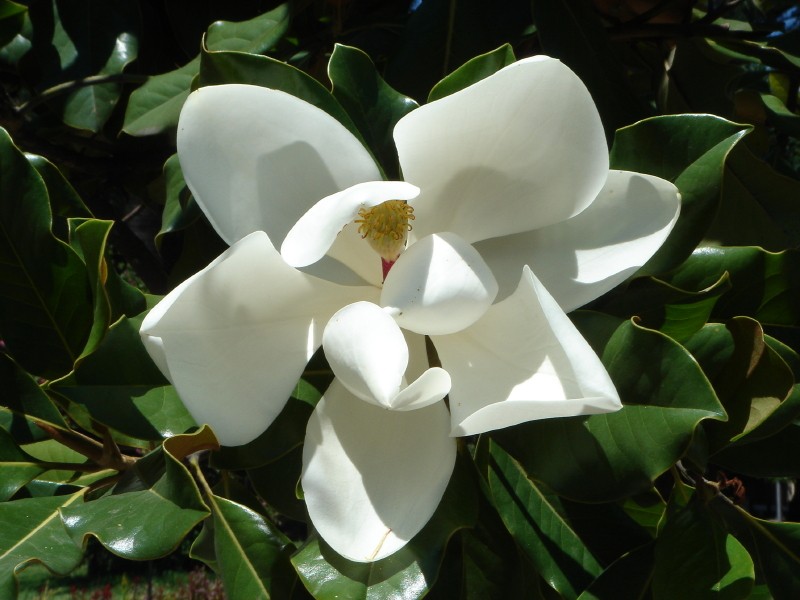 Magnolia