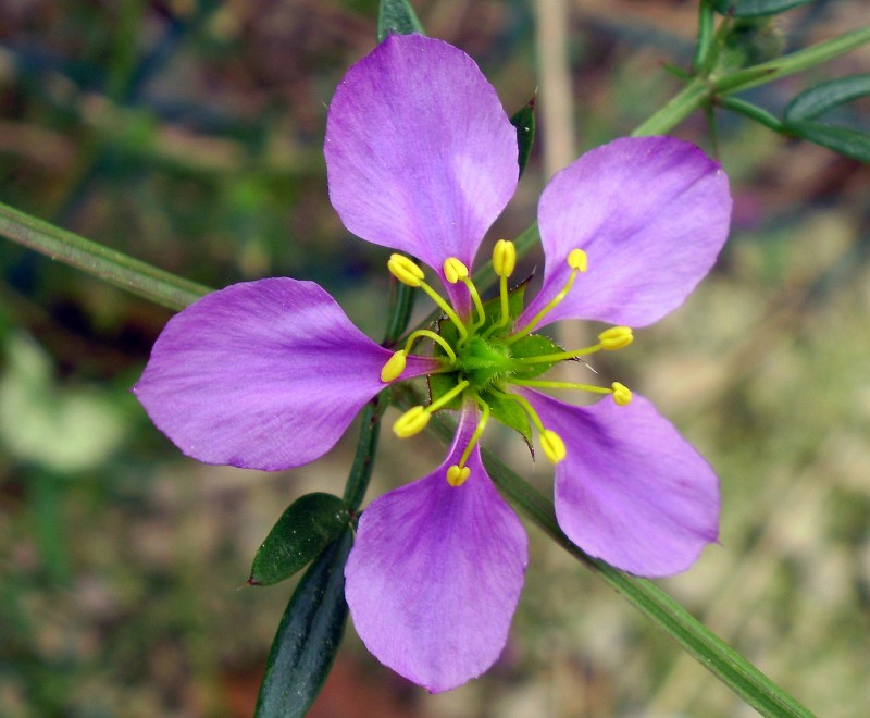 Flor de pradera 21