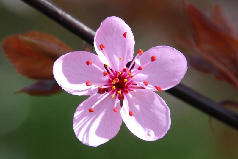 flor de cerezo