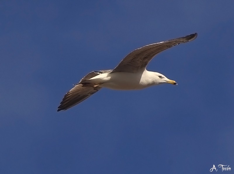 Gaviota66