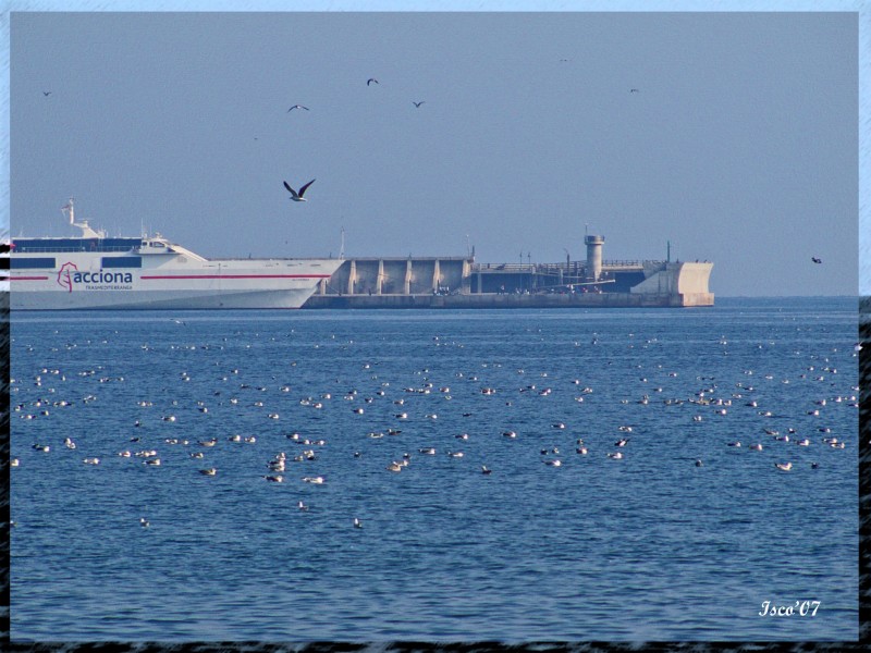 Marea de gaviotas