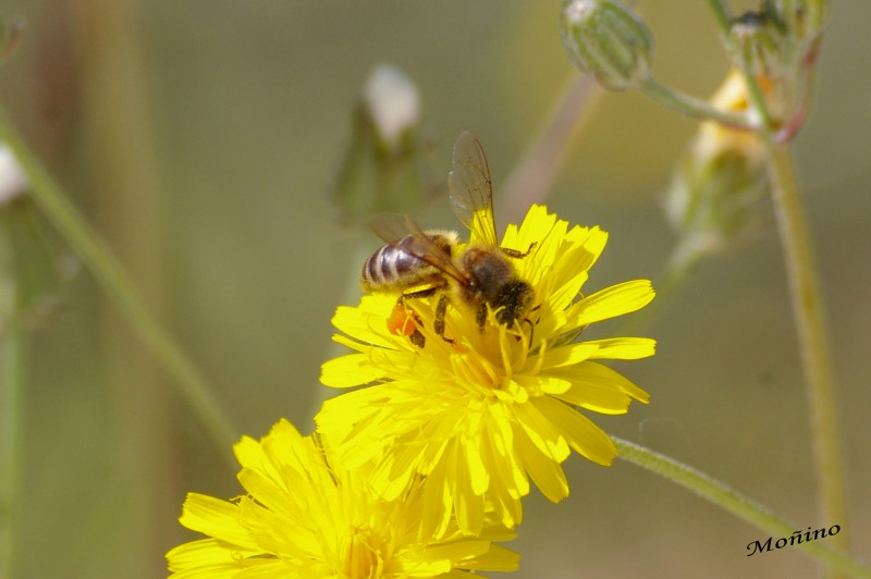 Abeja