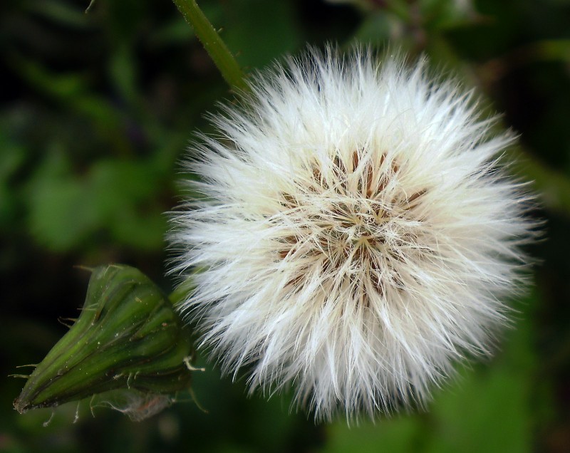 Flor de pradera 17