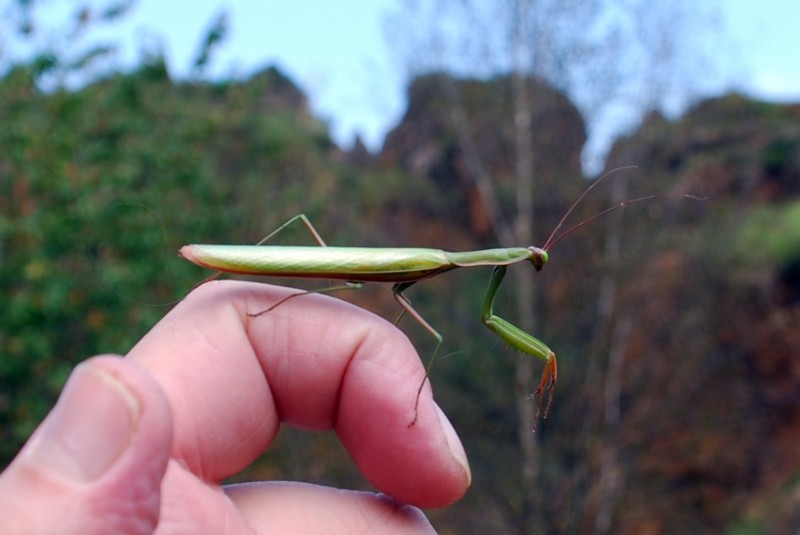 mantis religiosa