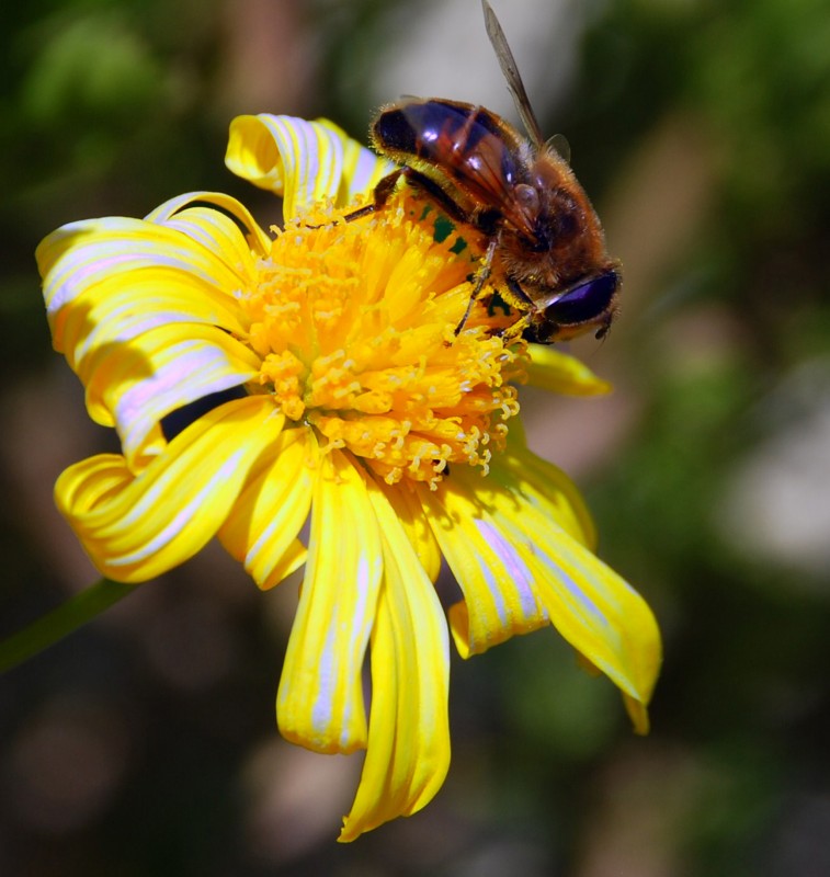 abeja y flor 2