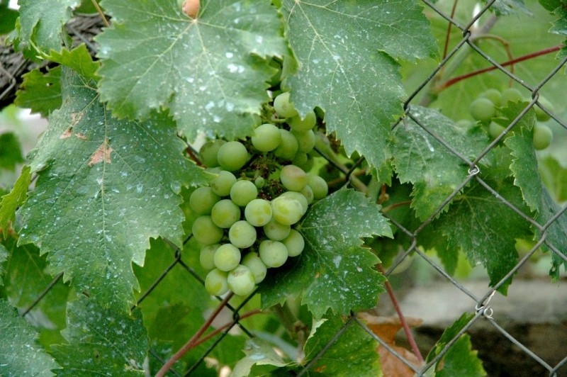 uvas