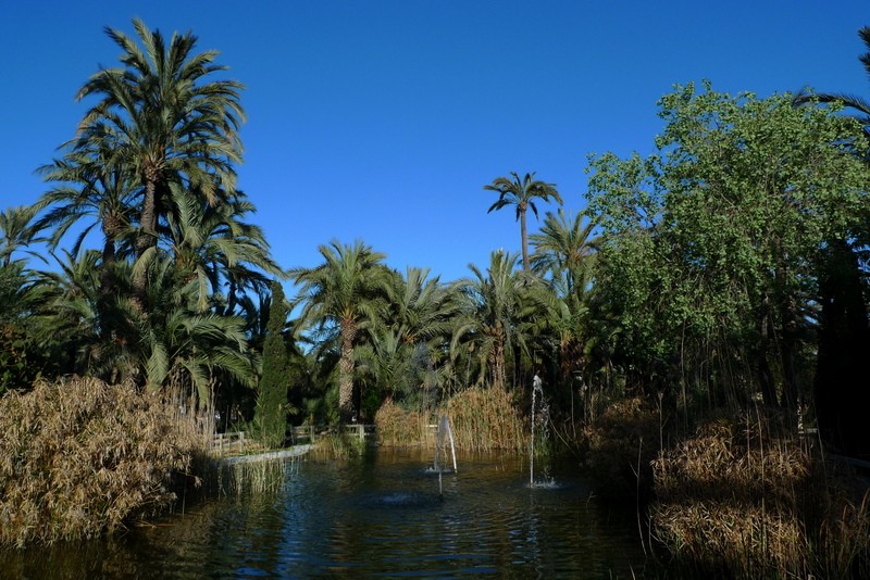 el palmeral