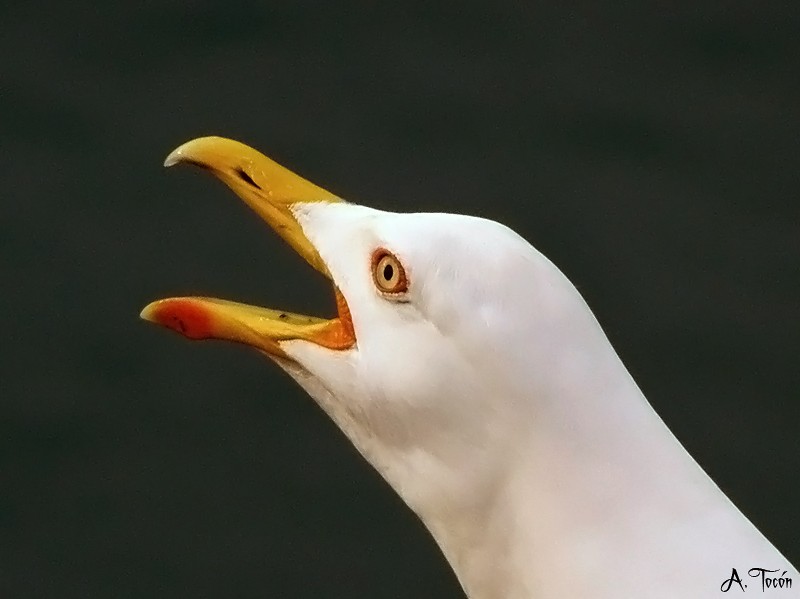 Gaviota93