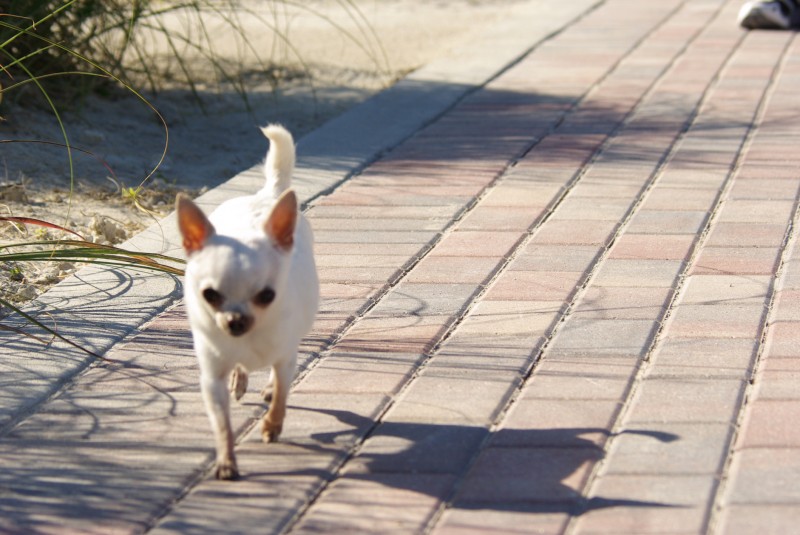 chihuahua de bosillo