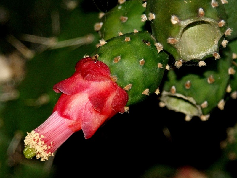 Flor de chunbo 06