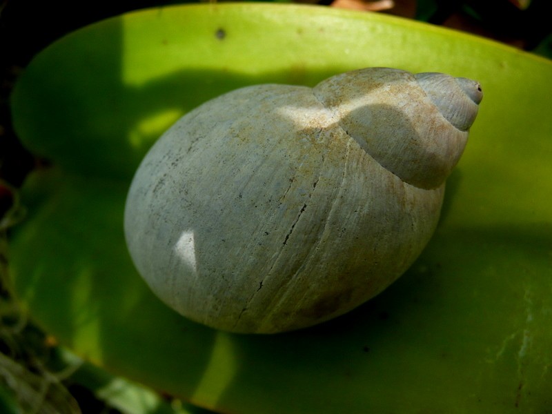 Caracol de jardin