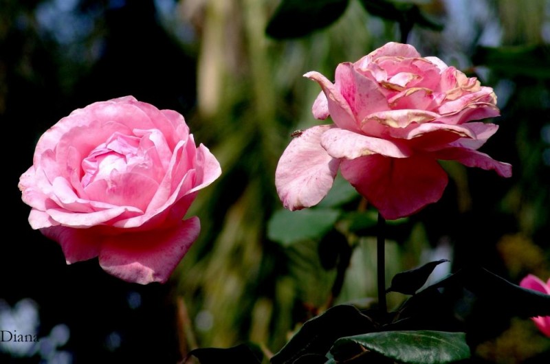 rosas