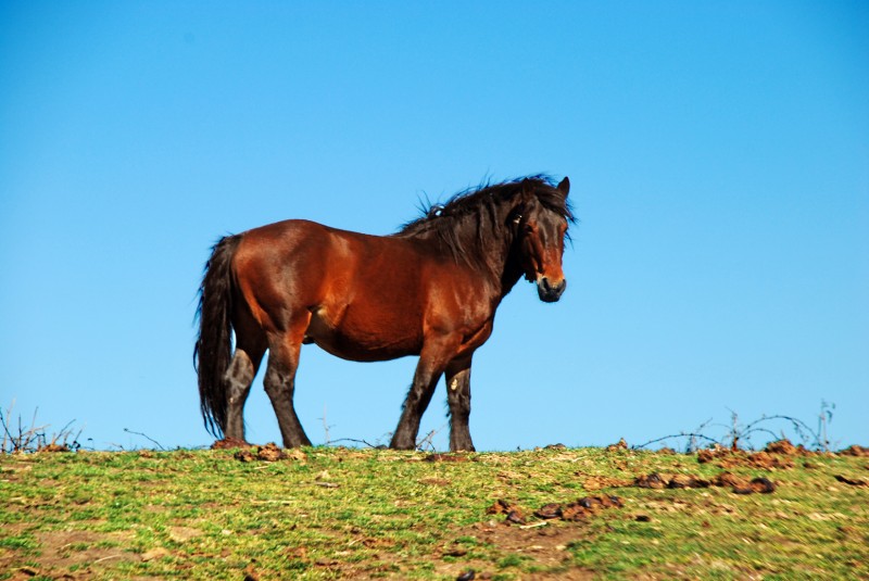 caballo robusto