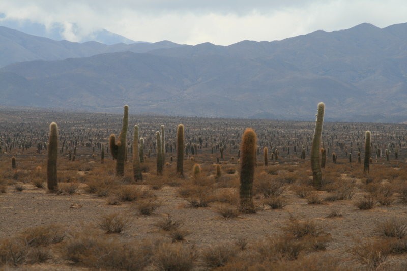 Ejercito de espinas