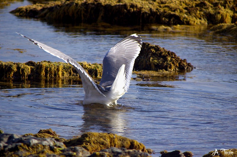 Gaviota150