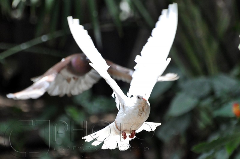 Libre al Viento...