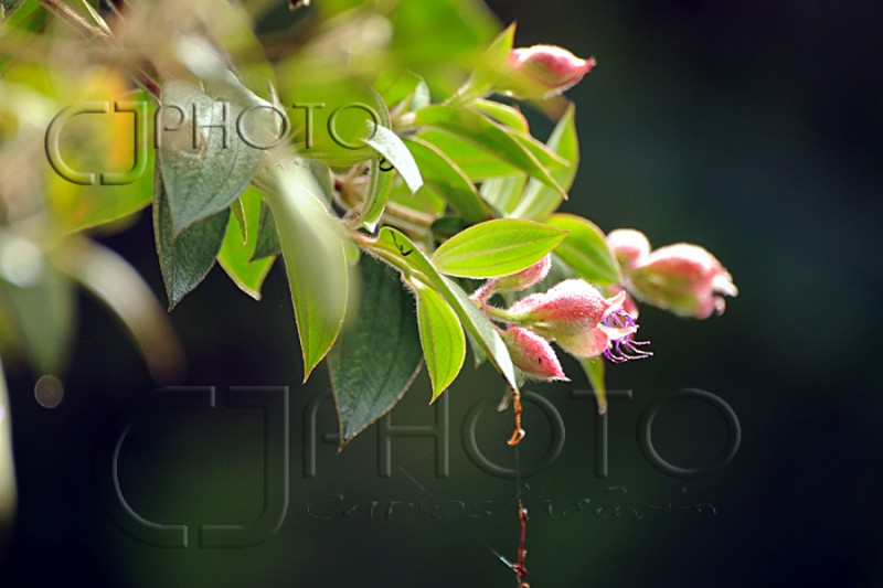 Guatemala, Primavera Eterna...