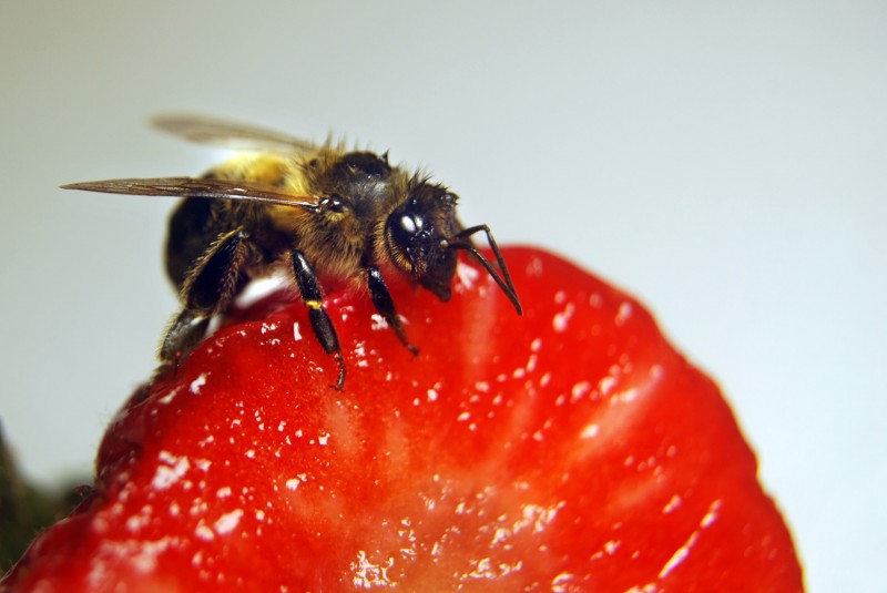 abeja  y fresa