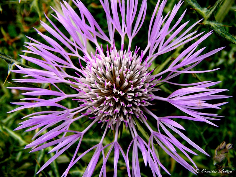 Asteraceae