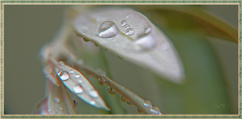 Gotas de plata