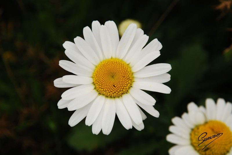 simbolo de primavera